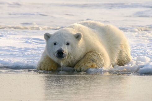 Obart helps Arctic re-freeze